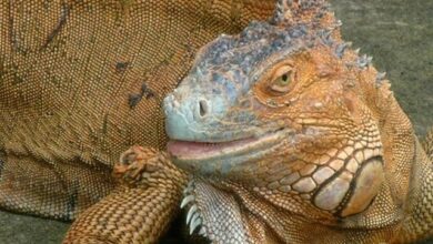 Photo of Casoria|Sequestrato iguana in via d’estinzione