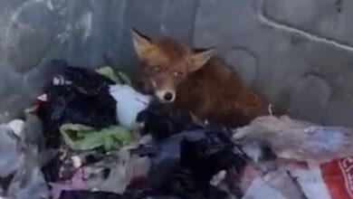 Photo of Montevergine: operatori ecologici salvano una volpe rimasta intrappolata in un cassonetto