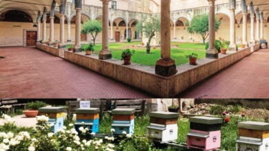 Photo of “Il Meraviglioso Mondo delle Api “: Al via anche ad Avella il progetto api e orti urbani, che si sta diffondendo in tutta Italia