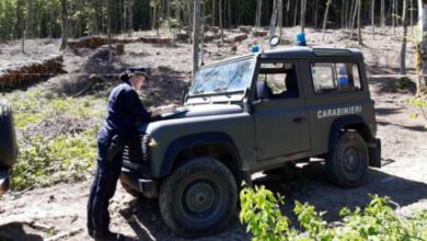 Photo of Palma Campania: distrutto un bosco di 12mila mq per farci un maneggio abusivo