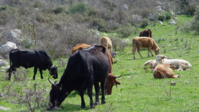 Photo of La valorizzazione dei bovini di razza podolica di Avella e dell’Irpinia: L’imprenditore Antonio Saveriano lancia l’idea per costituire una filiera di allevamenti eco sostenibili e di qualità nel territorio