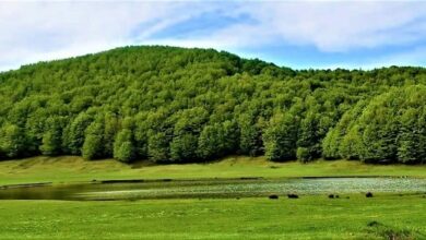 Photo of Ambiente e vivibilità: I Grandi patriarchi del Parco Regionale del Partenio