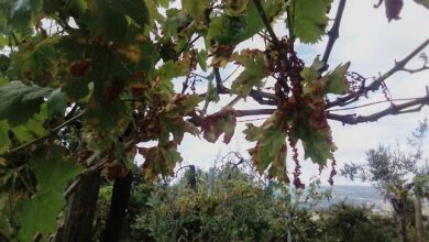 Photo of Coltivazione di uva 2023: per alcune piccole aziende agricole del settore, non ci sarà raccolto
