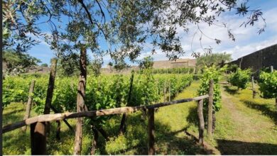 Photo of Pompei: Azienda agricola e Orti didattici per il Parco Archeologico
