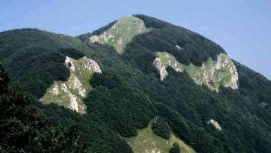 Photo of Avella: Trovato un porcino di 1 kg e 200 grammi