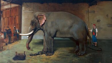 Photo of 1742 – L‘Alifante a Baiano