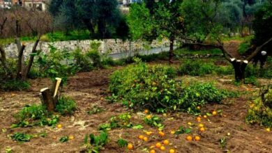 Photo of Lauro: Atto vandalico nella proprietà dell’avvocato Pasquale Colucci