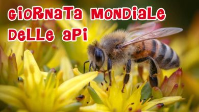Photo of Giornata Mondiale delle Api: in campo gli agronomi irpini per preservare la specie