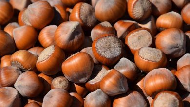 Photo of Il Mercato delle Nocciole in Campania: Potenzialità, Criticità e Prospettive di Sviluppo