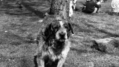 Photo of Avella ricorda Spinone, il cane di Piazza Convento
