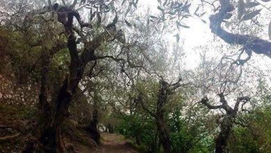 Photo of Dall’ Eremo dei Camaldoli / Tradizioni popolari legate alla Domenica delle Palme…