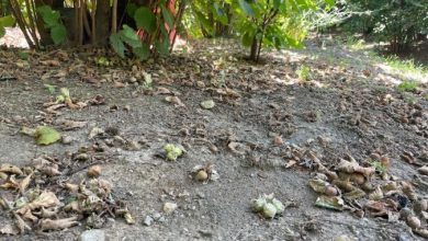 Photo of Avellino: Crisi della nocciola in Irpinia