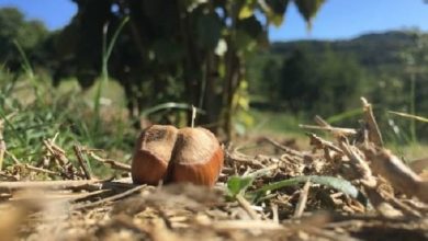 Photo of Crisi della nocciolicoltura nel Baianese: l’appello di Salvatore Alaia alla Regione