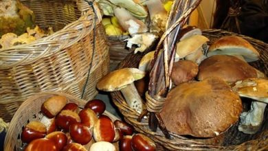 Photo of Pannarano / IV edizione della Sagra della Castagna del Partenio e del Fungo Porcino: 𝐋a 𝐂astanicoltura r𝐢𝐬𝐨𝐫𝐬𝐚 𝐩𝐞𝐫 𝐢𝐥 𝐟𝐮𝐭𝐮𝐫𝐨 𝐝𝐞𝐥 𝐏𝐚𝐫𝐜𝐨 𝐝𝐞𝐥 𝐏𝐚𝐫𝐭𝐞𝐧𝐢𝐨