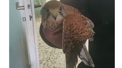 Photo of Roccarainola: Gheppio salvato da volontaria dell’associazione ELSA