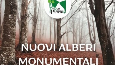 Photo of Ente Parco Regionale del Partenio: Si allunga l’elenco degli alberi monumentali