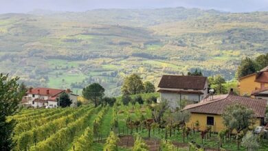 Photo of Montefalcione: Presentazione del laboratorio per la promozione del territorio e delle aziende vitivinicole irpine