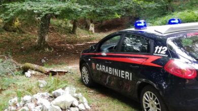 Photo of SERINO (AV): TAGLIO ABUSIVO DI ALBERI IN AREA PROTETTA