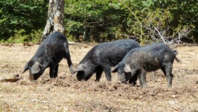 Photo of OSPEDALETTO D’ALPINOLO (AV) – RICETTAZIONE DI ANIMALI VIVI E MACELLAZIONE ABUSIVA: TRENTENNE DENUNCIATO