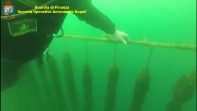 Photo of ENNESIMO SEQUESTRO DI FRUTTI DI MARE NON TRACCIATI IN DUE VIVAI ABUSIVI NEL GOLFO DI NAPOLI