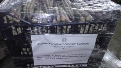 Photo of VOLLA\ Sequestrate quasi una tonnellata di frutta e verdura. Riportavano false indicazioni sulla provenienza