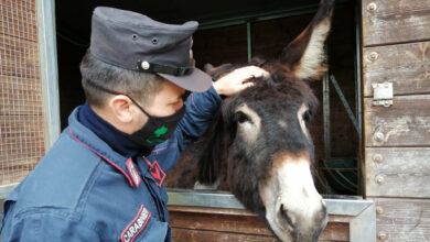 Photo of Ottaviano: Maltrattamento di animali, denunciato un 50enne