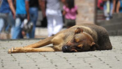 Photo of Gragnano: Maltrattamento di animali