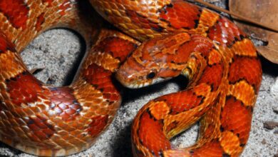 Photo of Villaricca\Trovato esemplare di Elaphe guttata (il serpente del grano) morto in strada