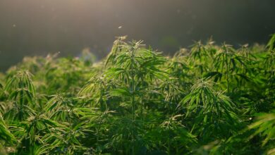 Photo of Montoro\ Colpiti in flagrante dalle foto-trappole ,mentre coltivano marijuana: denunciati due ventenni