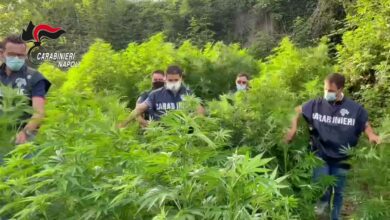 Photo of POMPEI: Ex Polverificio Borbonico. 9 tonnellate di marijuana in una piantagione di oltre 2mila metri quadri