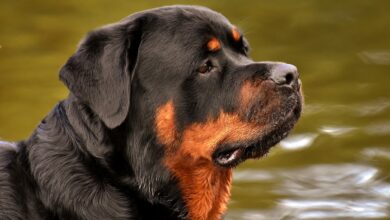 Photo of Cicciano\ Abbandona il proprio cane sul terrazzo, senza curarsi delle sue condizioni. 37enne denunciato