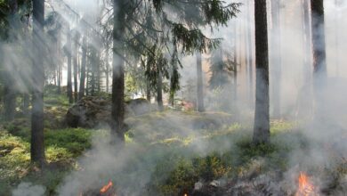 Photo of Solofra\ Combustione di residui vegetali: denunciato il titolare di un fondo agricolo