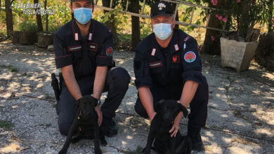 Photo of Lioni\ Abbandona due cuccioli di cane, ma viene ripreso dalle telecamere: denunciato