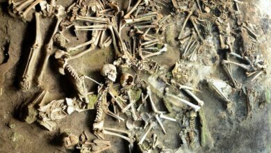 Photo of I resti umani di Ercolano: un’istantanea della società con informazioni sulle abitudini alimentari degli antichi romani.