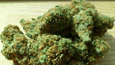 Photo of Sorpreso a coltivare cannabis: denunciato 20enne