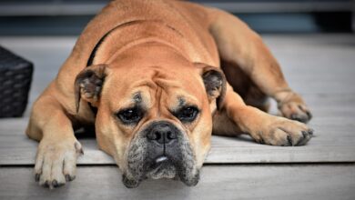 Photo of Compra il cane online, ma scatta la truffa: denunciate due persone