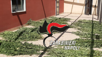Photo of Giugliano\ Marijuana tra i frutteti, arrestato 79enne dal pollice verde