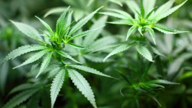 Photo of 40 chili di cannabis e 4 di marijuana. Sequestro e manette per un 48enne