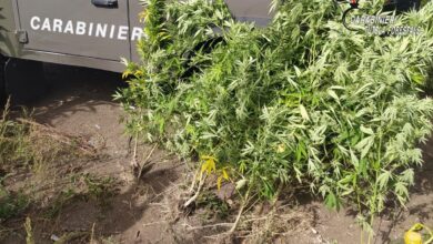 Photo of Contrada\ Sequestrate 7 piante di cannabis: indagini in corso