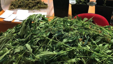 Photo of Cervinara\ Sorpreso a coltivare cannabis: arrestato 37enne
