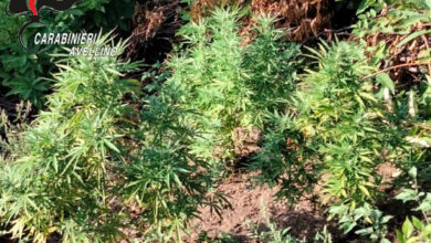 Photo of Taurano\ Sequestrate numero piante di cannabis per un peso complessivo di 80kg