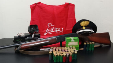 Photo of Acerra: Carabinieri forestali denunciano bracconiere