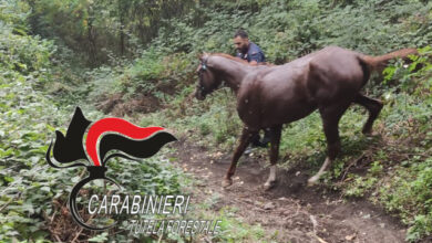 Photo of Ottaviano, Parco Nazionale: Cavallo imbizzarrito crea panico tra la gente e finisce in un dirupo. Salvato purosangue