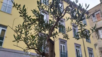 Photo of NAPOLI: FESTA DELL’ALBERO PER GLI STUDENTI DELLA CONFALONIERI CON I CARABINIERI FORESTALI