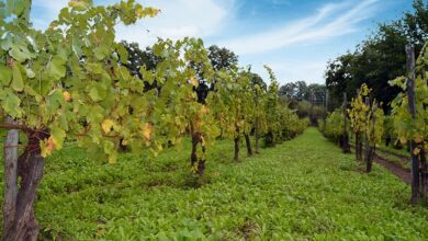 Photo of Irpinia Wine / Food and Water Experience: parte il progetto di promozione e valorizzazione turistica che coinvolge 6 comuni della provincia
