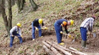 Photo of Forestazione: Stanziati 70 milioni di euro annui fino al 2026 per il settore