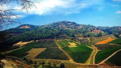 Photo of Eventi: Torna il Tufo Greco Festival dal 6 all’8 settembre