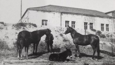 Photo of Il Formicoso e l’allevamento delle Regie razze equine in età aragonese