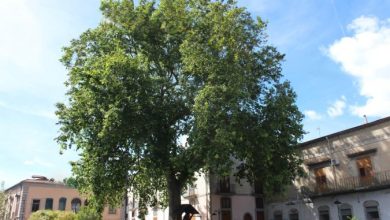 Photo of Mugnano del Cardinale: Il Platano di Piazza San Pio diventa Monumentale
