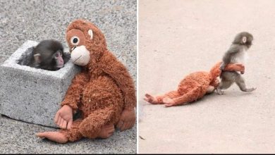 Photo of La storia di Punch, il piccolo macaco che ha trovato amore dove sembrava non esserci